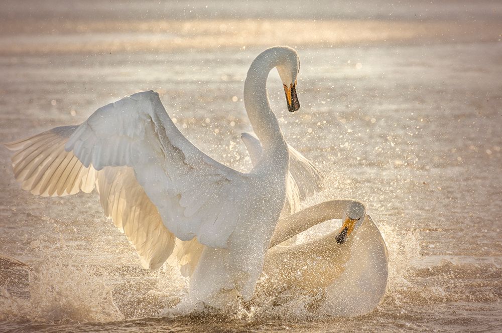 Brutal Swan Fight art print by Libby Zhang for $57.95 CAD