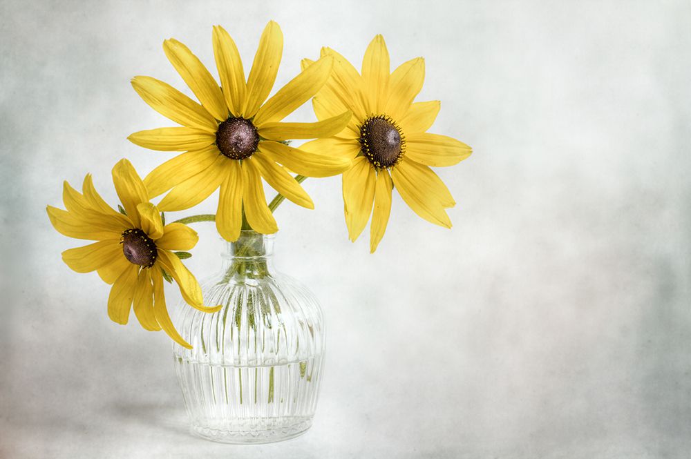 Rudbeckia art print by Mandy Disher for $57.95 CAD