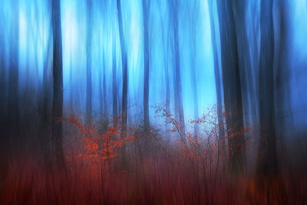 Eerie Woods art print by Gustav Davidsson for $57.95 CAD