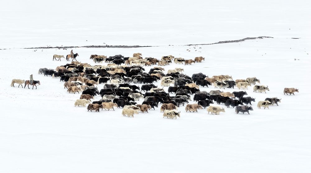 Yaks In Snow art print by Hua Zhu for $57.95 CAD