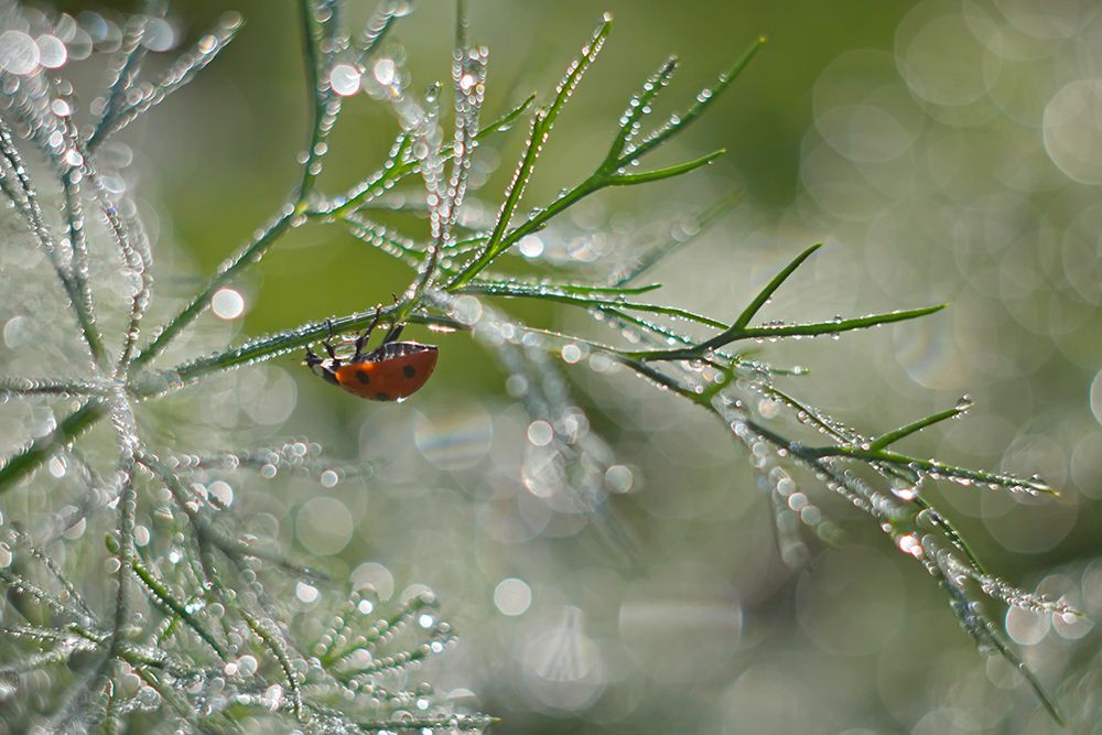 Shine of morning bokeh art print by Elena Solovieva for $57.95 CAD