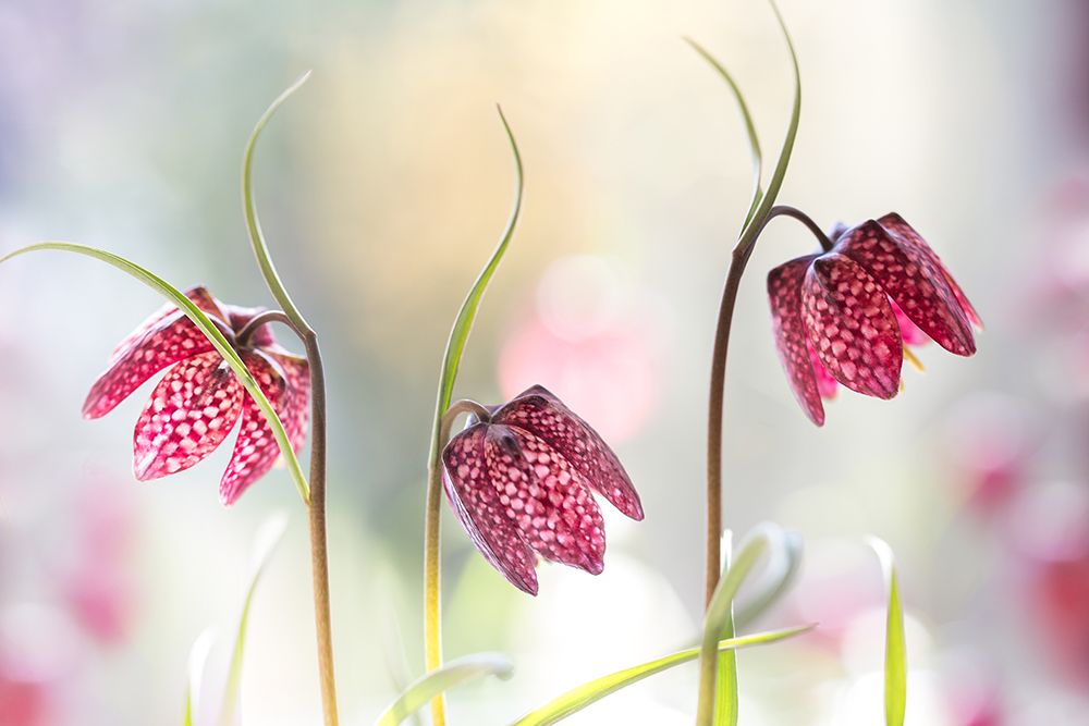 Snakes Head Fritillary art print by Mandy Disher for $57.95 CAD