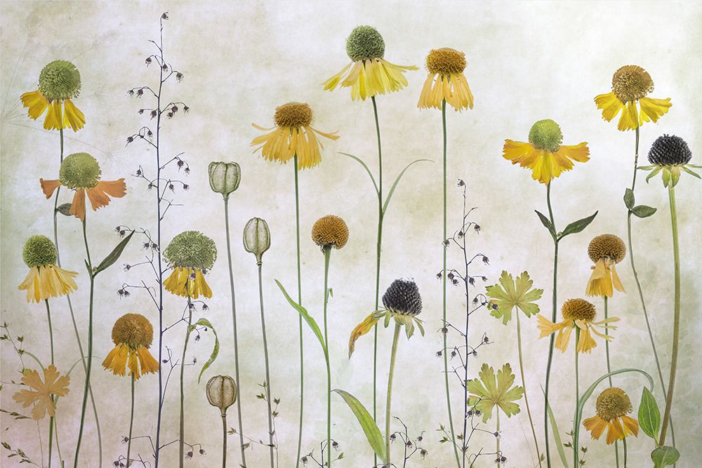 Helenium art print by Mandy Disher for $57.95 CAD