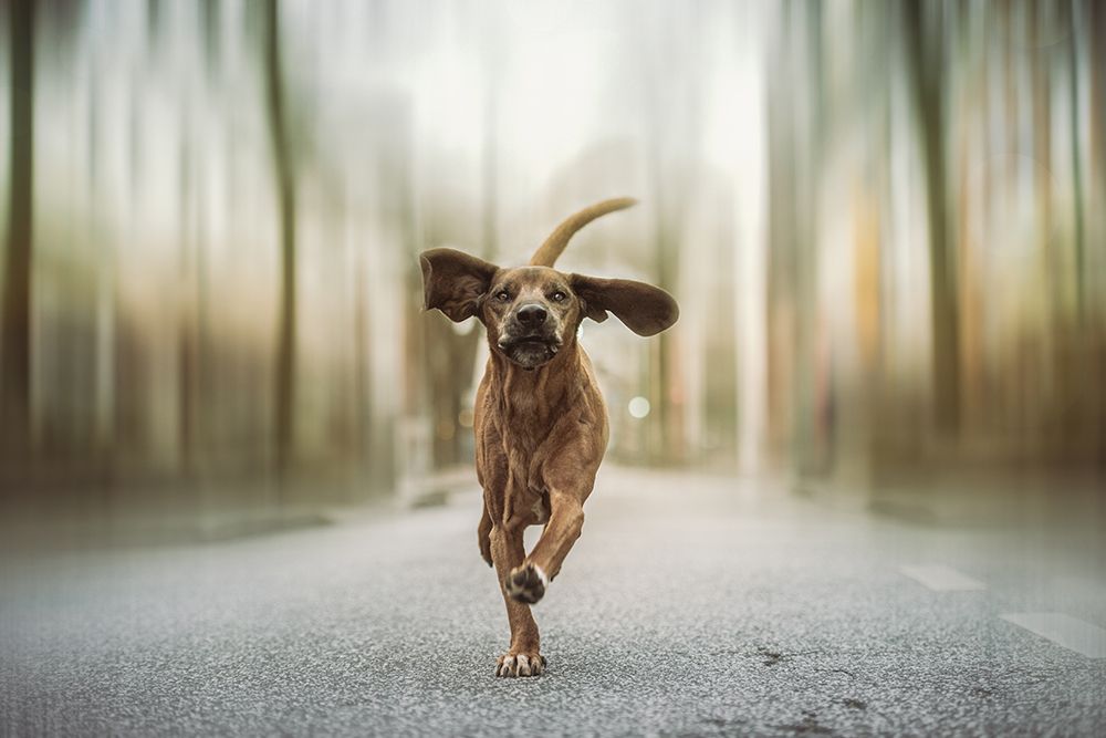 Dancing in the Streets art print by Heike Willers for $57.95 CAD