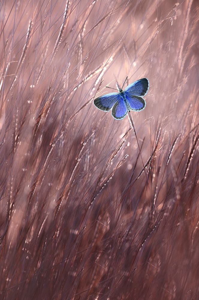 Beautiful Butterfly art print by Edy Pamungkas for $57.95 CAD