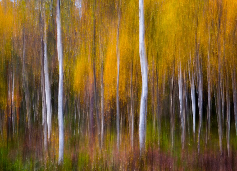 Abstract Fall art print by Andreas Christensen for $57.95 CAD