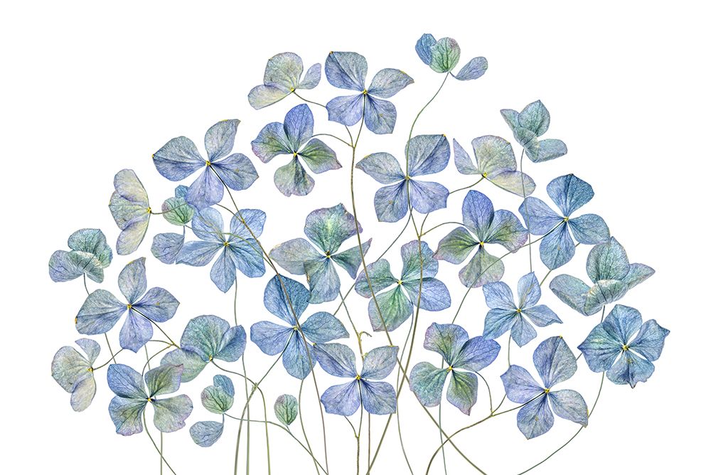 Hydrangea art print by Mandy Disher for $57.95 CAD