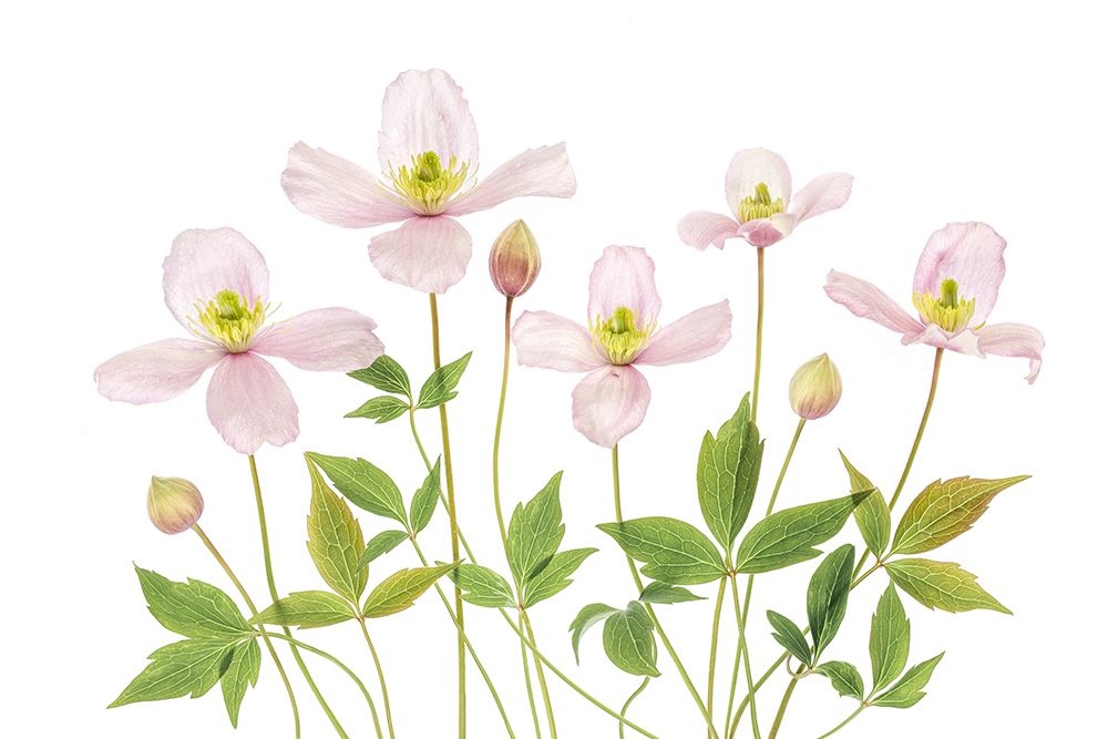 Clematis art print by Mandy Disher for $57.95 CAD