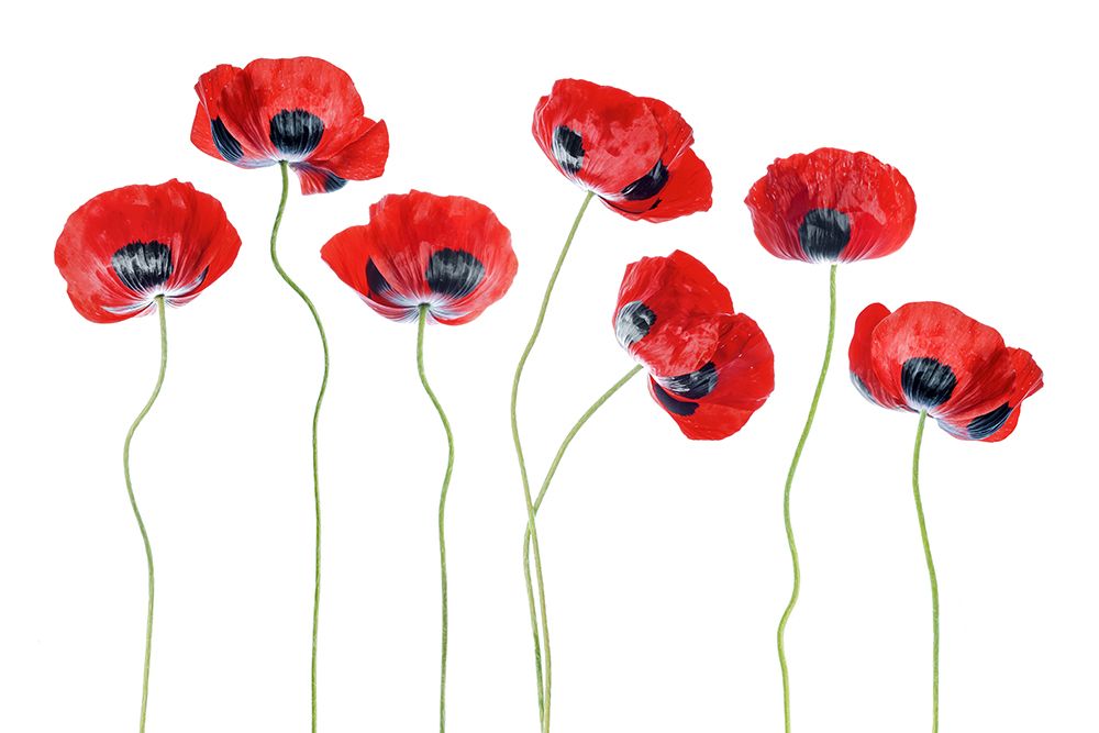 Ladybird Poppies art print by Mandy Disher for $57.95 CAD