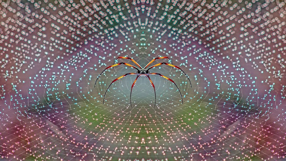 Spider art print by Thomas Thomopoulos for $57.95 CAD