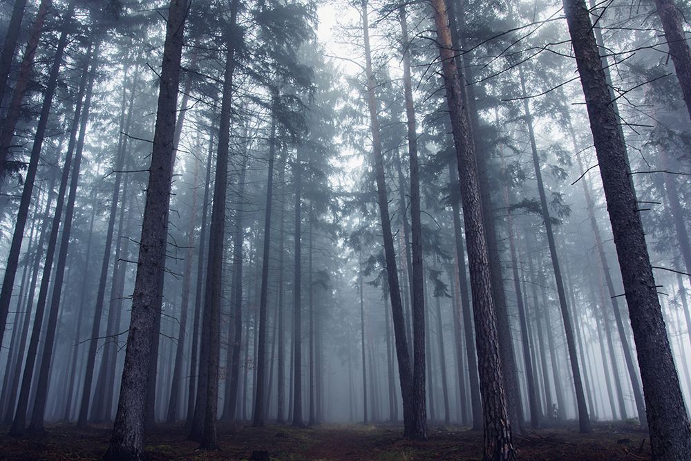 Mysterious Foggy Forest. art print by David Charouz for $57.95 CAD