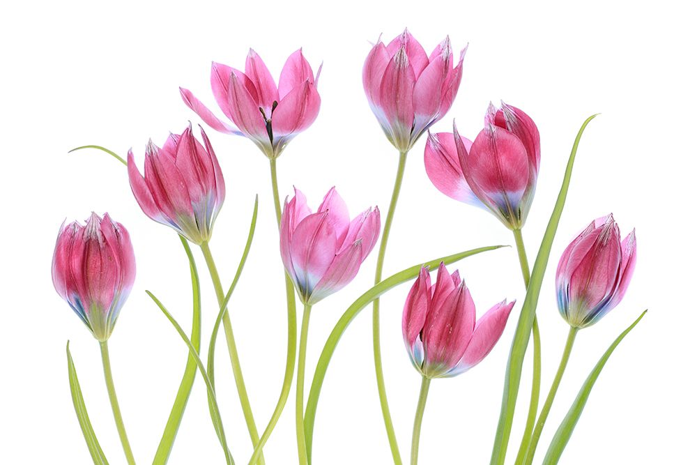 Tulip Blush art print by Mandy Disher for $57.95 CAD