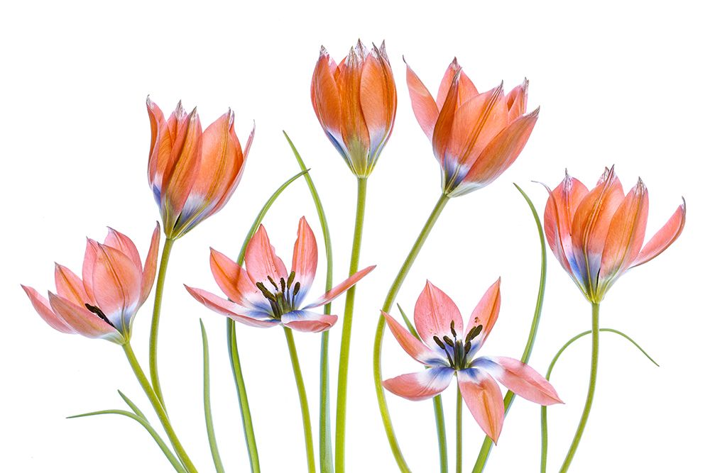 Apricot Tulips art print by Mandy Disher for $57.95 CAD