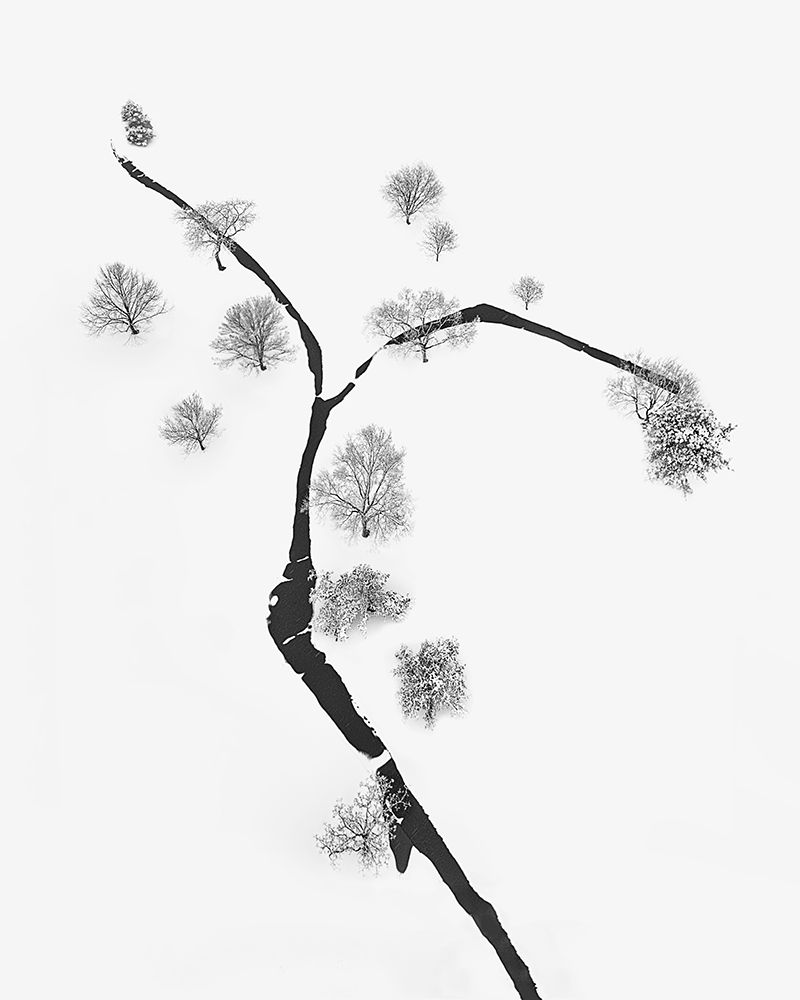 A Tree and Trees art print by Mei Xu for $57.95 CAD