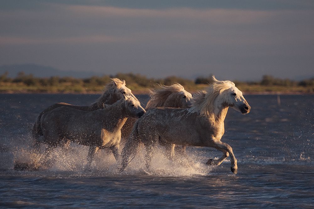 Angels of Camargue art print by Rostovskiy Anton for $57.95 CAD