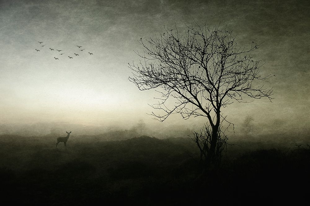 Dawn.......... art print by Wim Schuurmans for $57.95 CAD