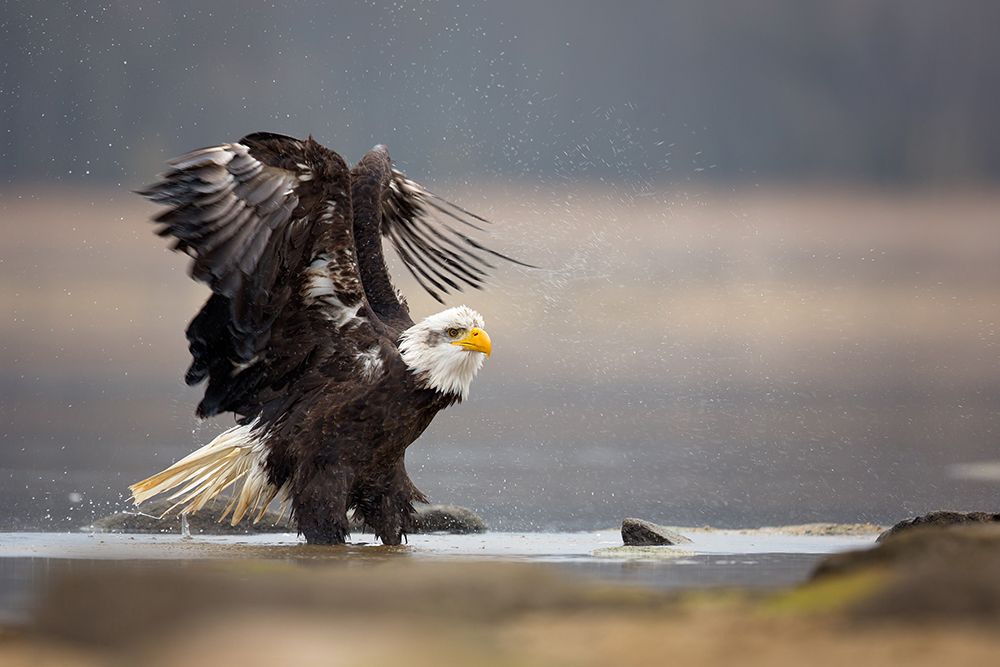 Bald Eagle art print by Milan Zygmunt for $57.95 CAD