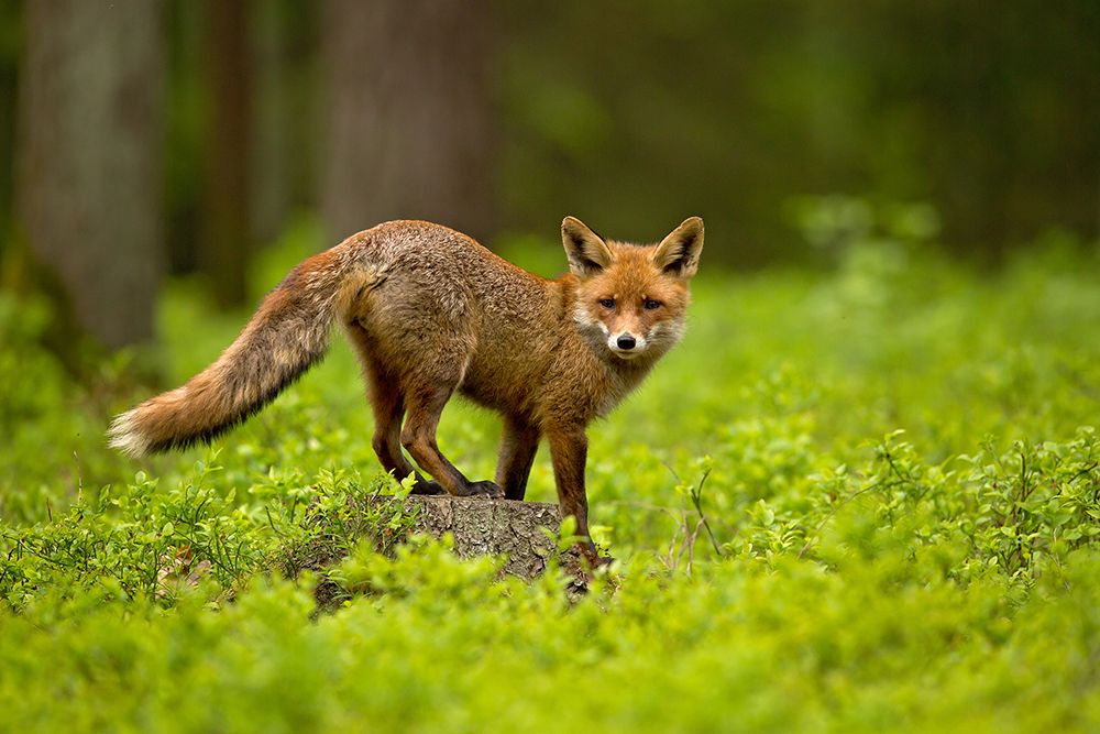 Red Fox art print by Milan Zygmunt for $57.95 CAD