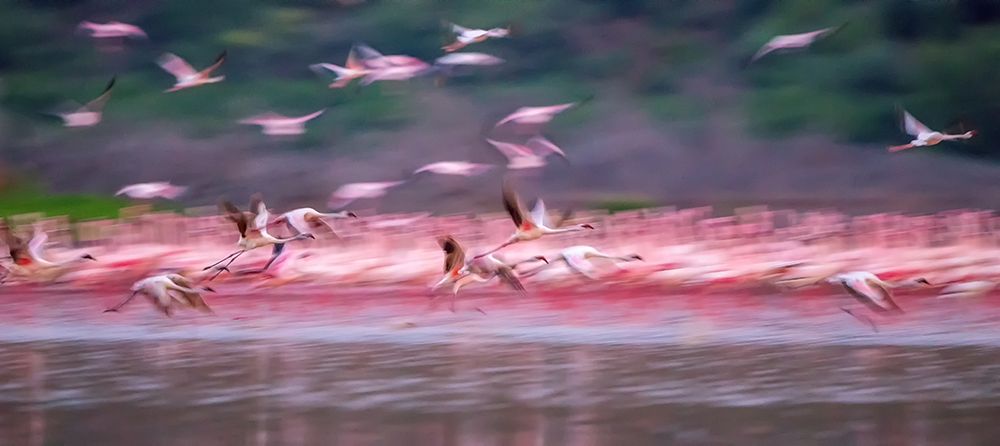 Flamingos in Dawn art print by David Hua for $57.95 CAD