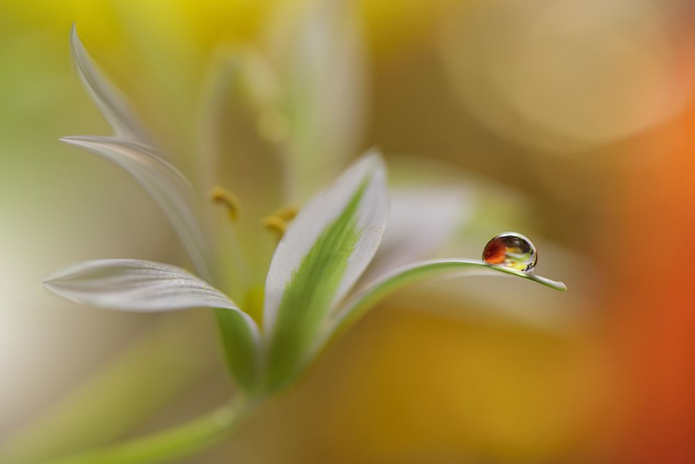 Sound Of Colors... art print by Juliana Nan for $57.95 CAD