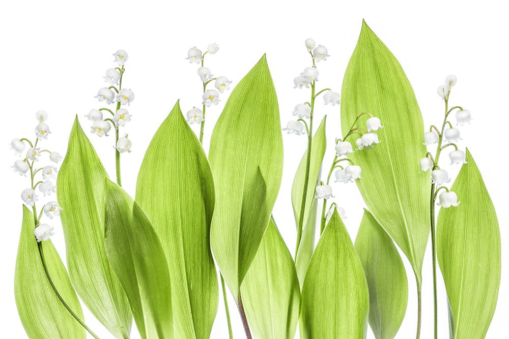 Lily Of The Valley art print by Mandy Disher for $57.95 CAD