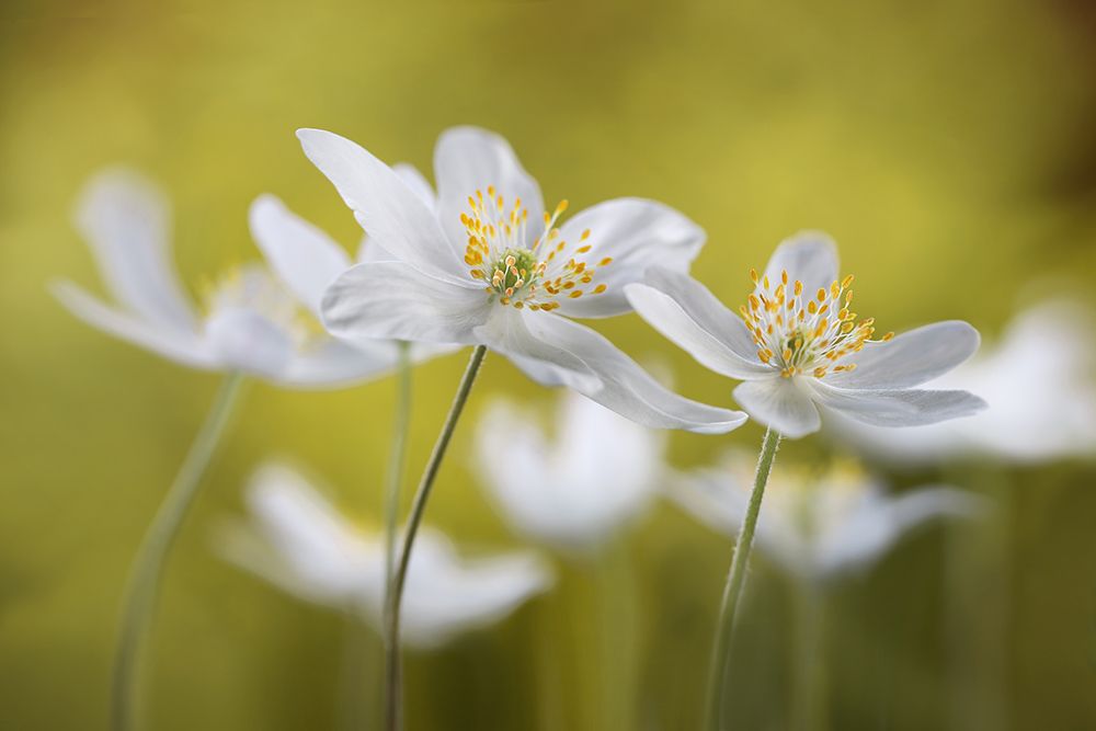 Wood Anemones art print by Mandy Disher for $57.95 CAD
