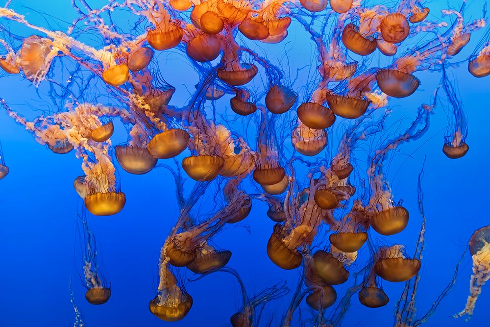 Swarm of Jellyfish art print by Fred Walker for $57.95 CAD