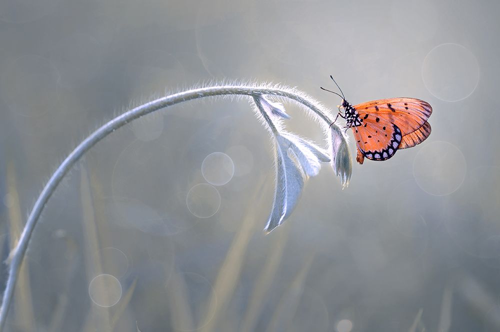 Beautiful Butterfly art print by Edy Pamungkas for $57.95 CAD