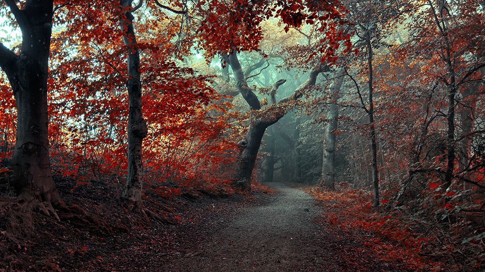 The RED Forest art print by Leif Londal for $57.95 CAD