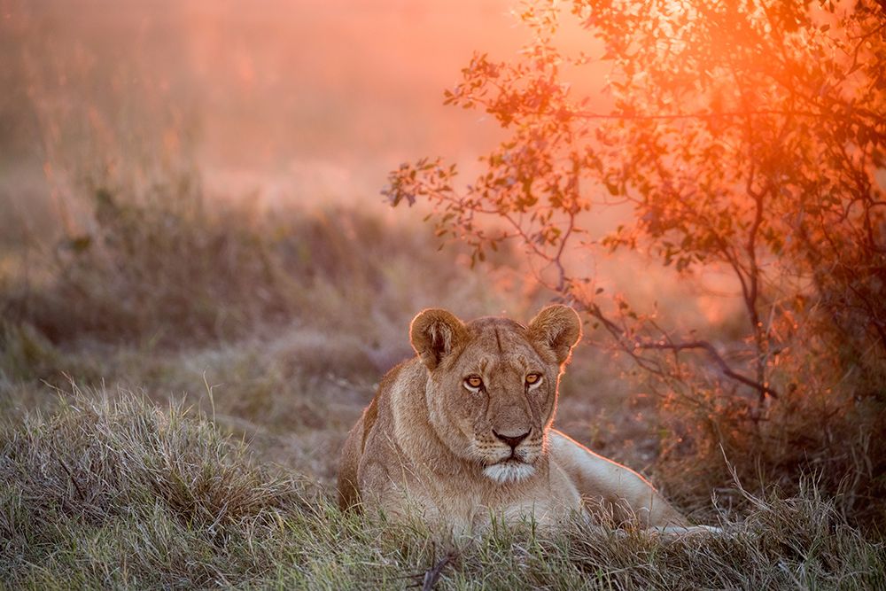 Sunset Lioness art print by Alessandro Catta for $57.95 CAD