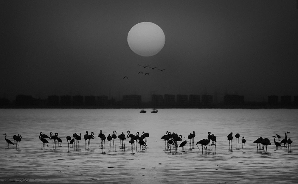 At A Glance art print by Ahmed Thabet for $57.95 CAD