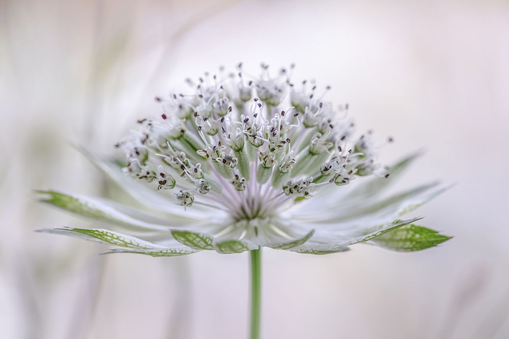 Astrantia art print by Mandy Disher for $57.95 CAD