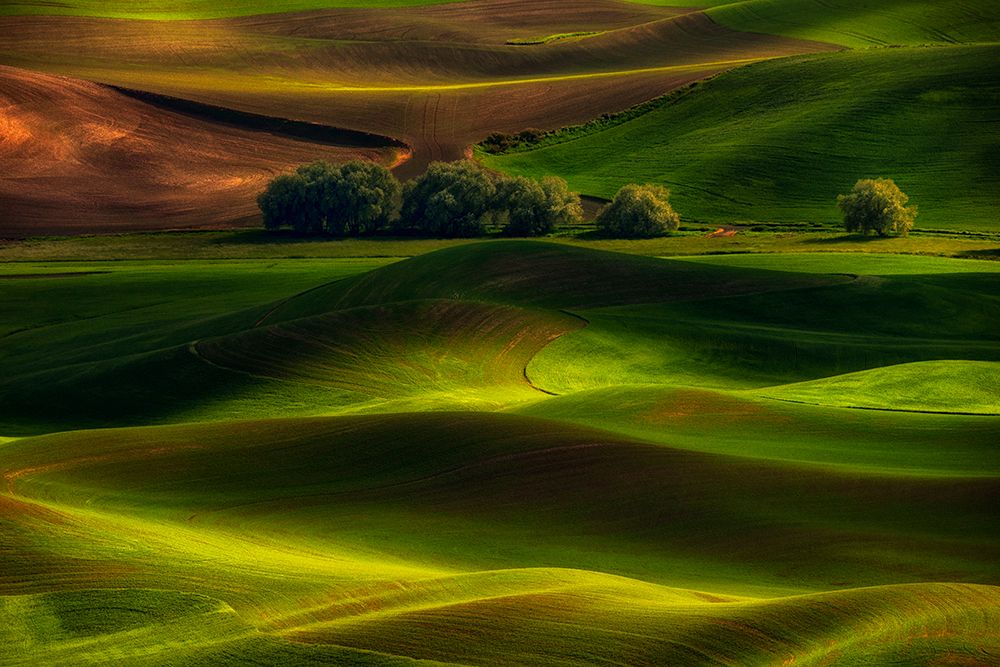 Spring In The Palouse art print by Lydia Jacobs for $57.95 CAD