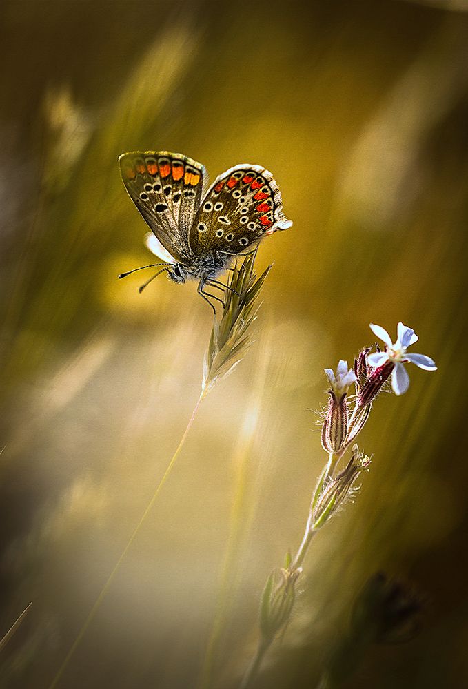 Argus An la fleur art print by Bonachera Jf for $57.95 CAD