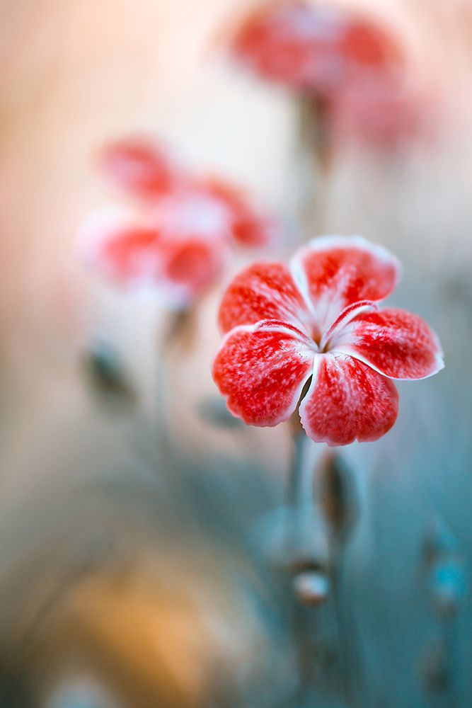 Dianthus art print by Mandy Disher for $57.95 CAD