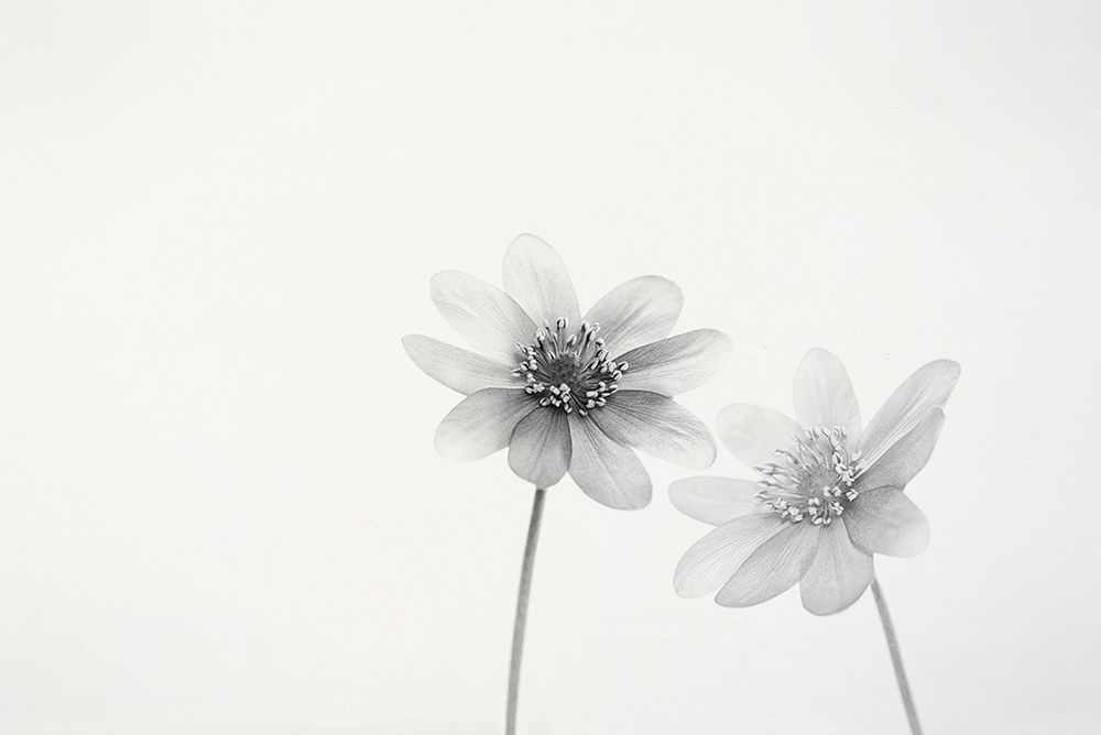 Two Small Flowers art print by Lotte Gronkjar for $57.95 CAD