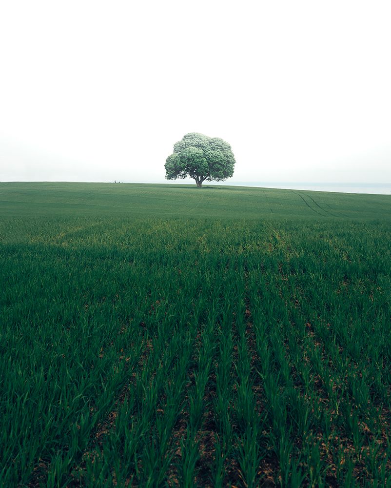 The Lonely Oak Tree art print by Christian Lindsten for $57.95 CAD