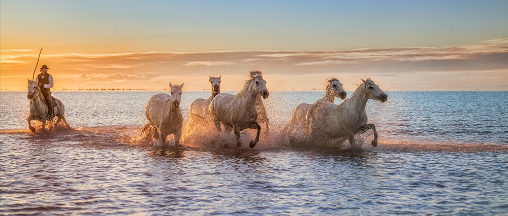Camargue Horses Ii art print by Antoni Figueras Barranco for $57.95 CAD