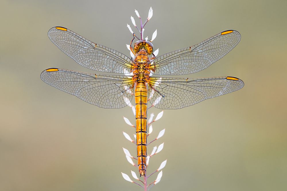 Dragonfly art print by Petar Sabol for $57.95 CAD