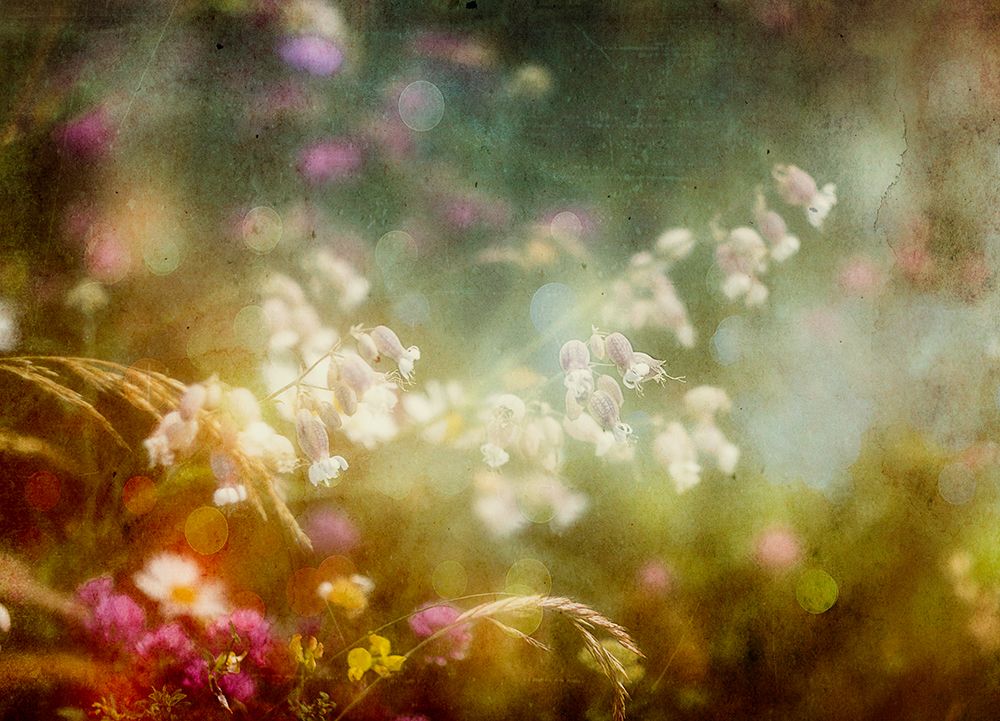 Summercolors... art print by Stefan Eisele for $57.95 CAD
