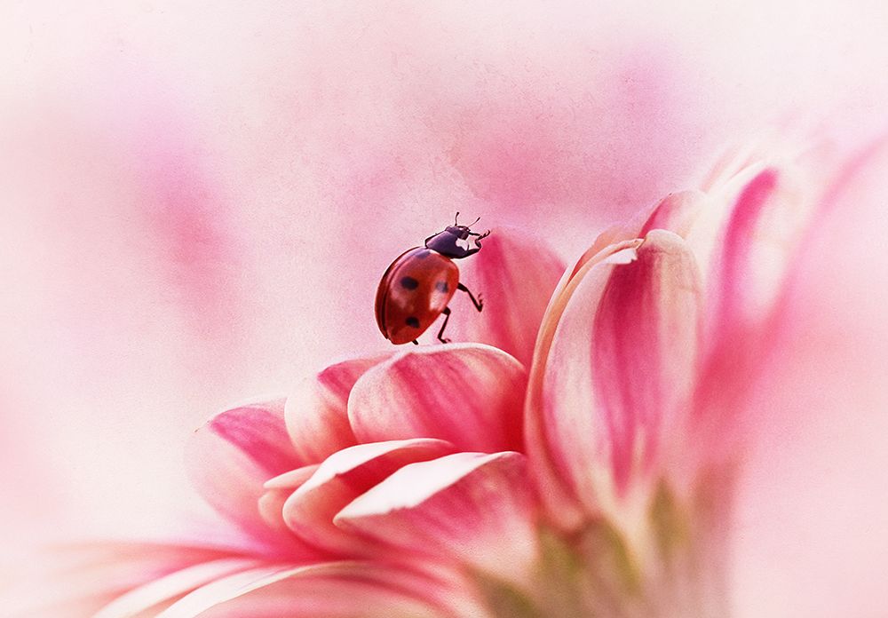 Ladybird on Gerbera art print by Ellen van Deelen for $57.95 CAD