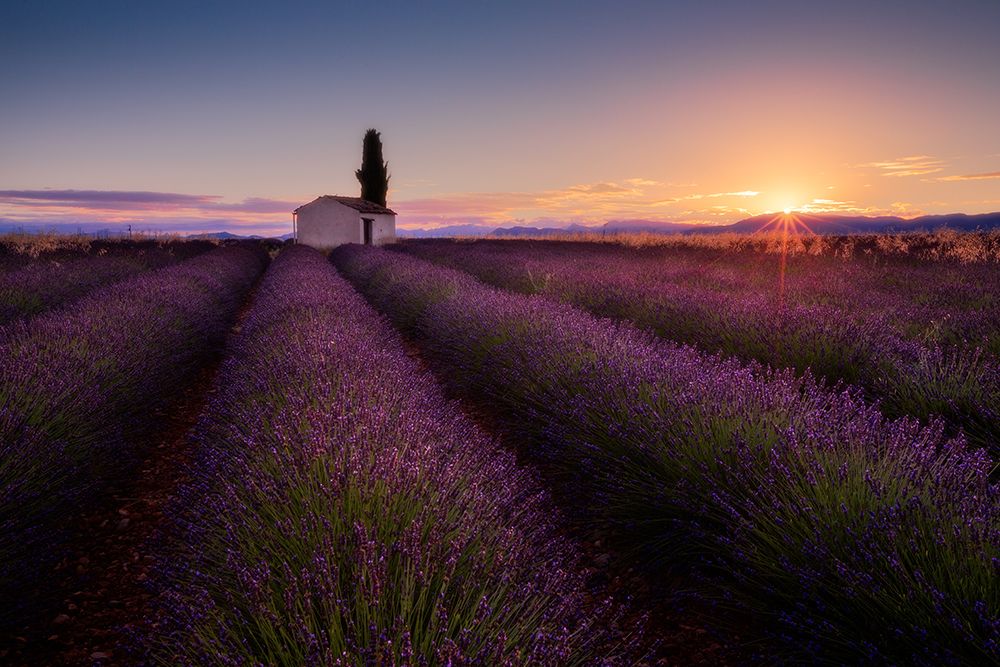 Provence Lavender art print by Donald Luo for $57.95 CAD
