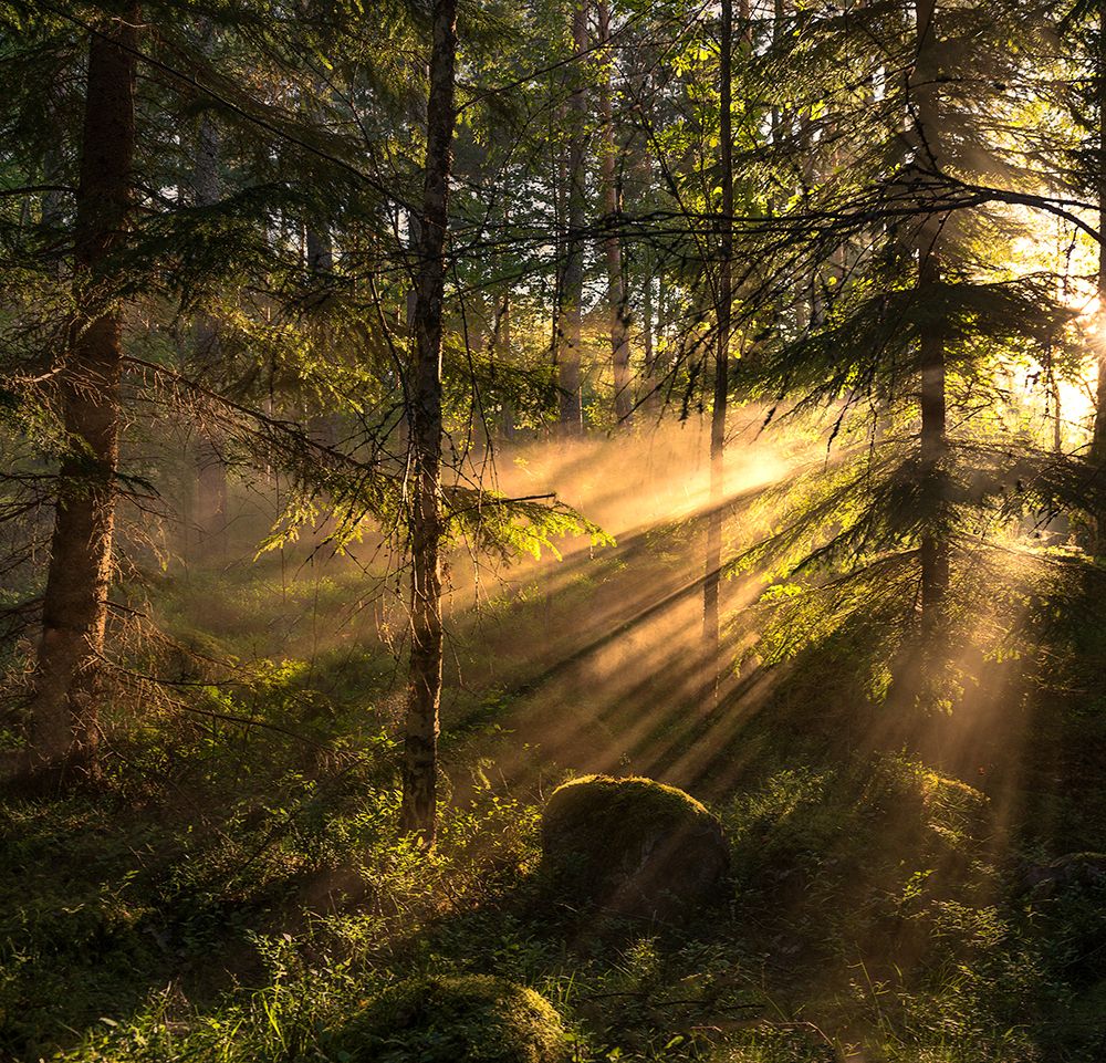 Sunrays art print by Christian Lindsten for $57.95 CAD