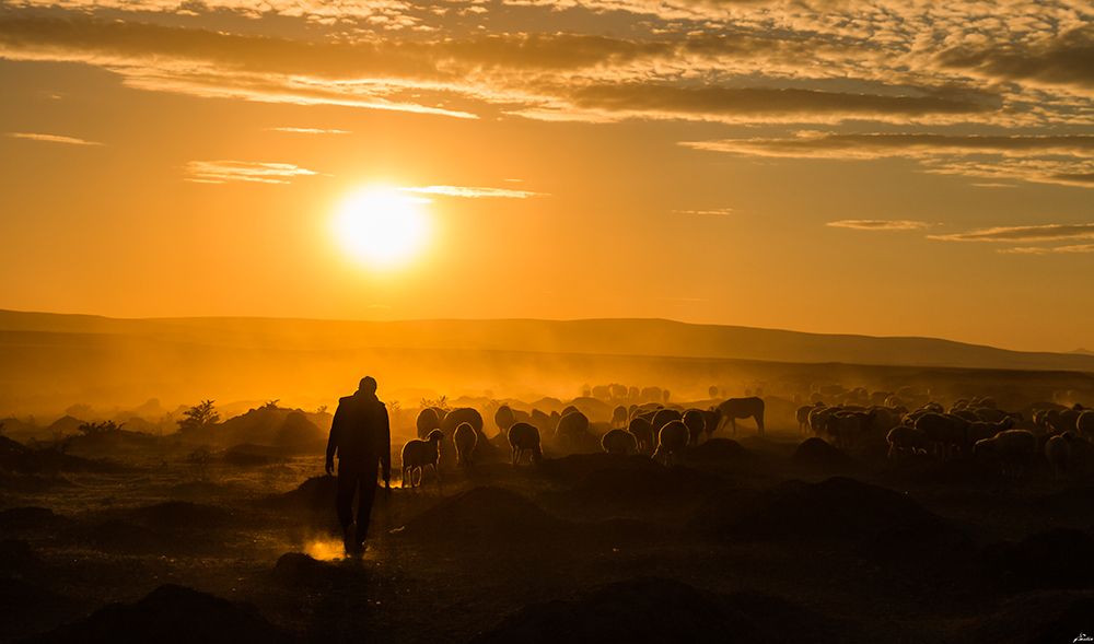 Shepherd and herd art print by yasarmetin for $57.95 CAD