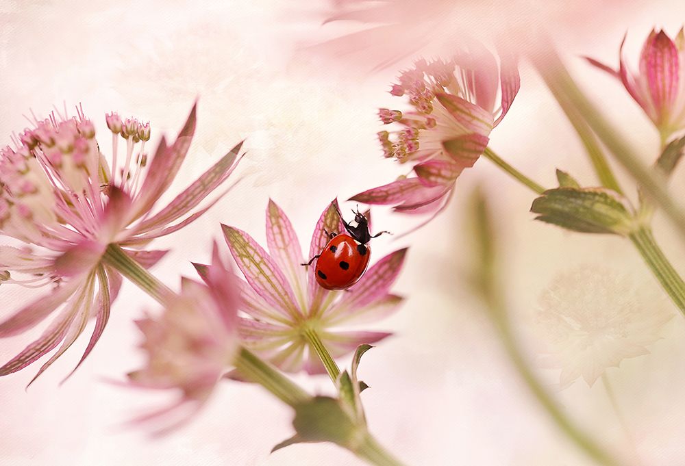 Ladybird And Pink Flowers art print by Ellen Van Deelen for $57.95 CAD