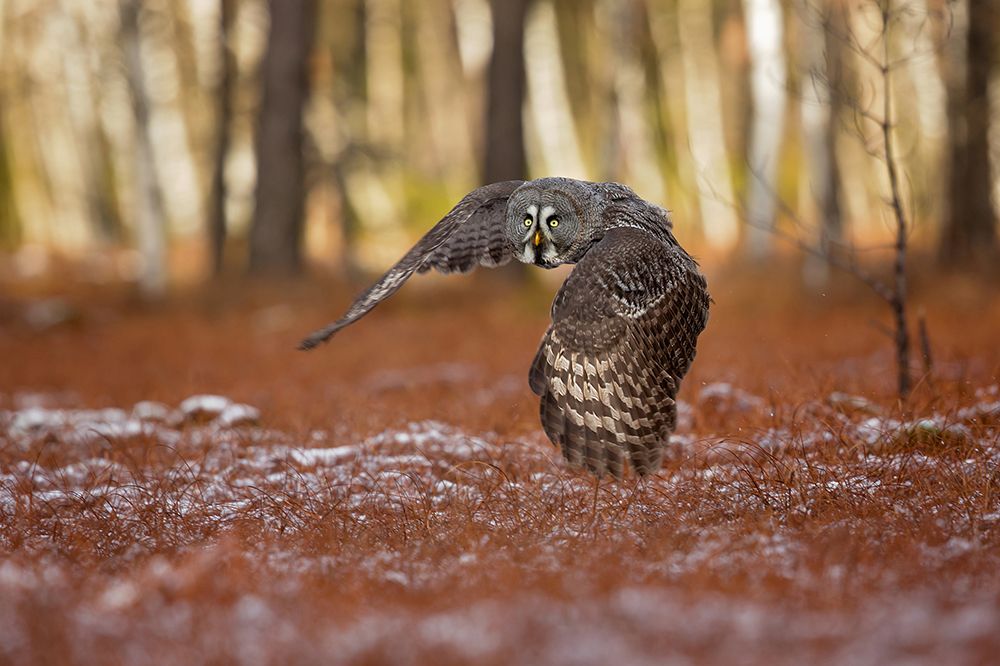 Great grey owl art print by Milan Zygmunt for $57.95 CAD