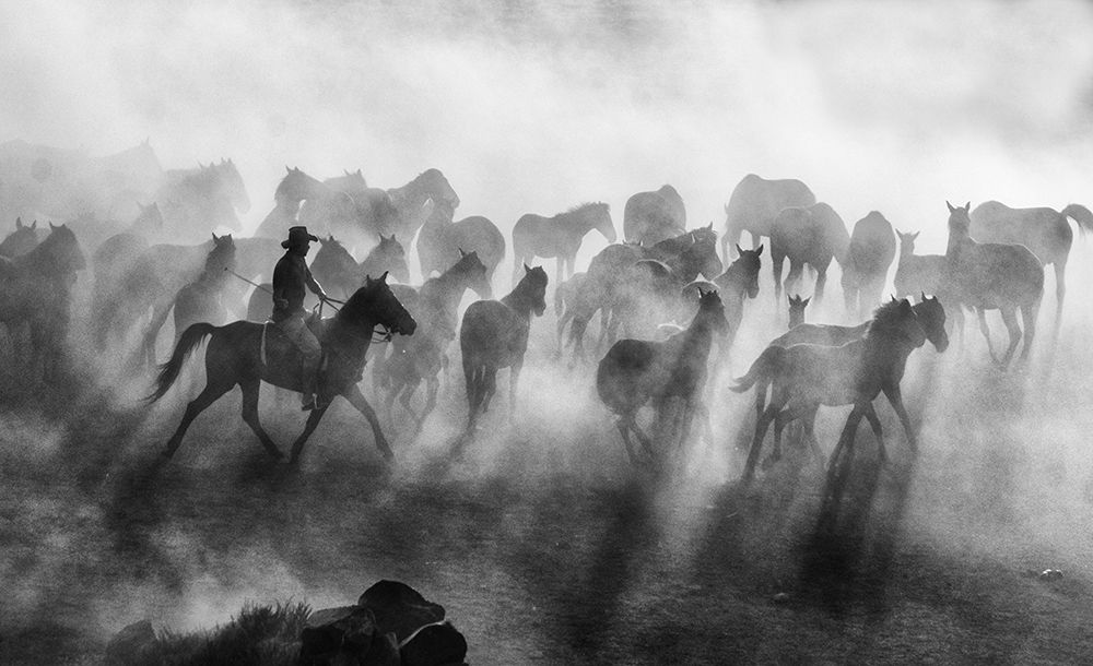 Wild Horses art print by Mehmet Bedir for $57.95 CAD