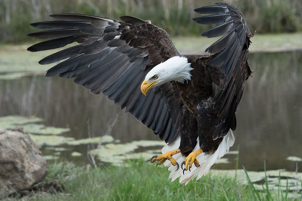 Bald Eagle art print by Darlene Hewson for $57.95 CAD