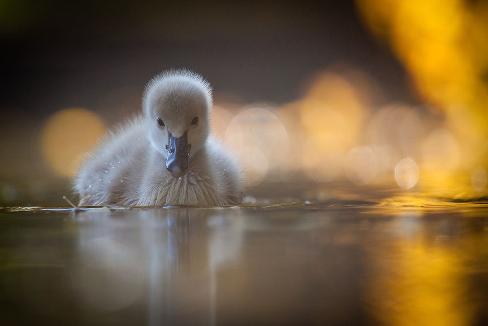 Black swan art print by Robert Adamec for $57.95 CAD