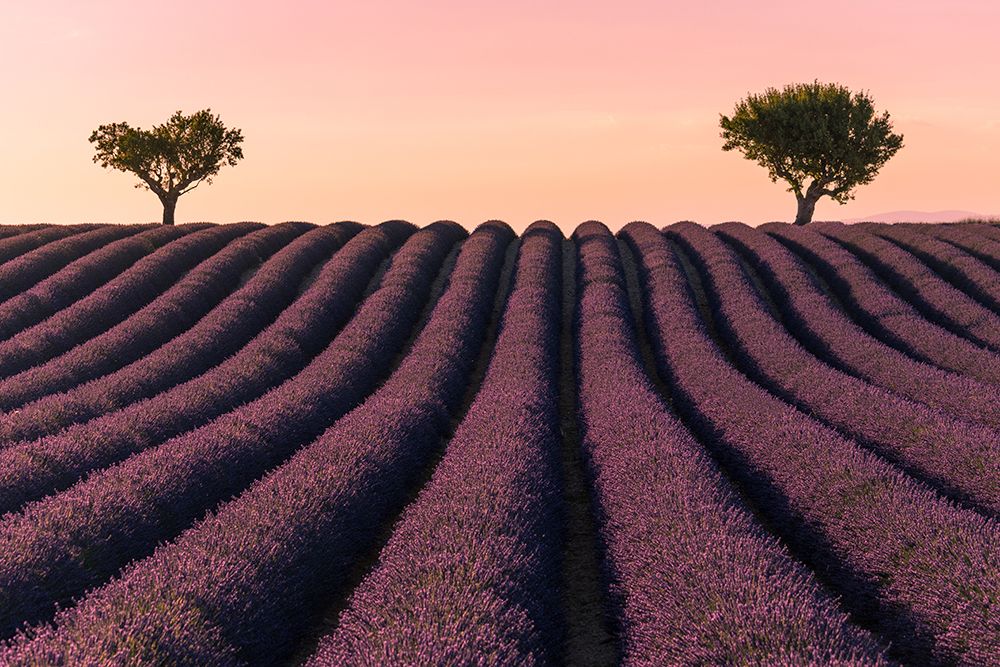 Lavender Field art print by Kevin for $57.95 CAD